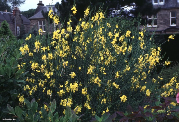 İspanyol Süpürgesi