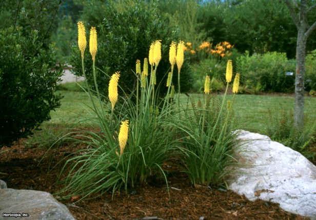 Kırmızı Sıcak Poker