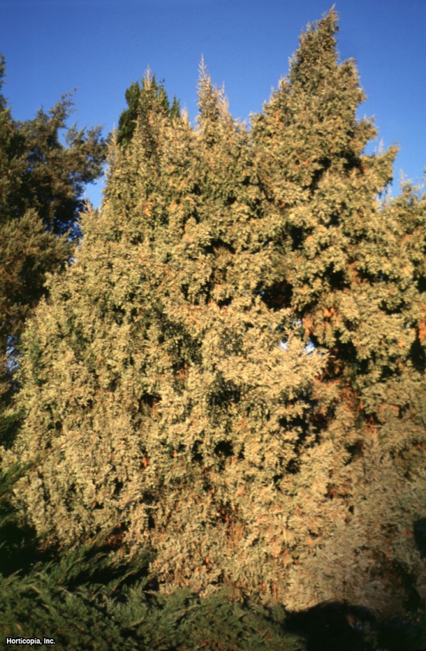 Colorado Kırmızı Sediri