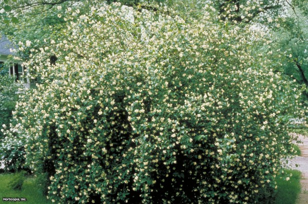 Tatlı Sahte Portakal