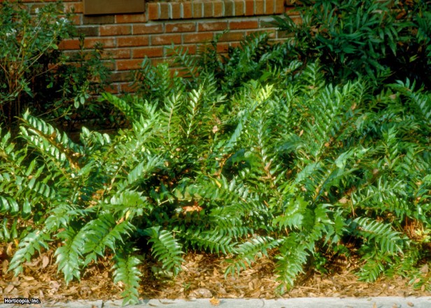 çobanpüskülü eğrelti otu