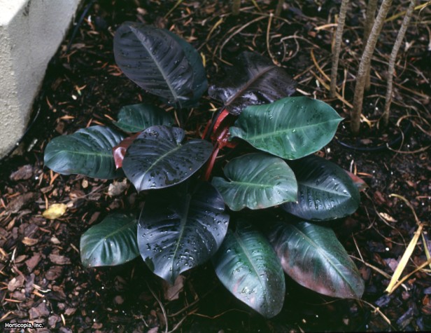 filodendron