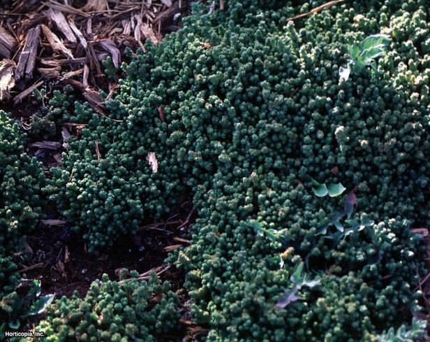 Sedum