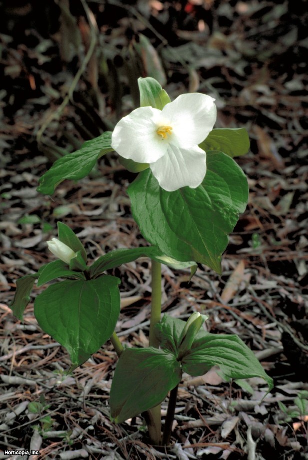 Büyük Çiçekli Trilyum