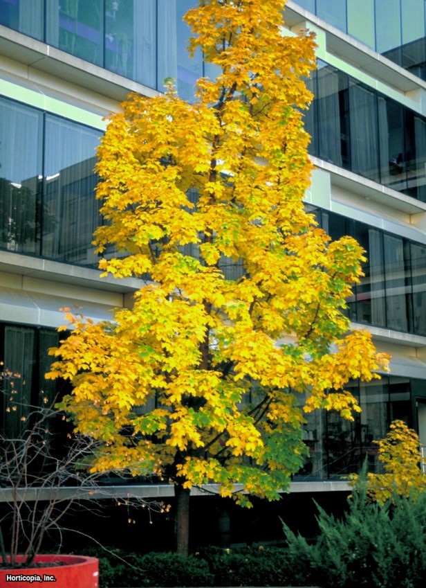 Norveç Akçaağacı