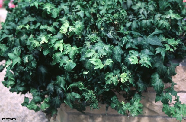 İngiliz Sarmaşığı