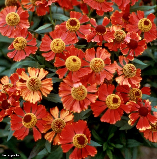 Ortak Hapşırma Otu