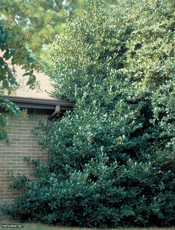 Çinli çobanpüskülü