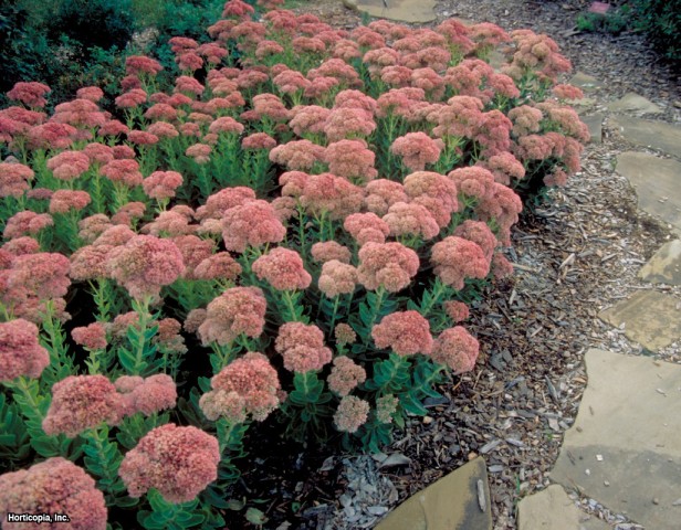 Sedum