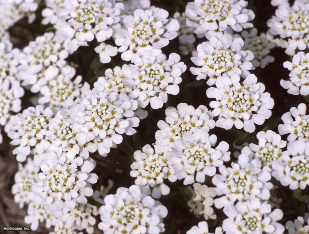 Yaprak dökmeyen şekerleme