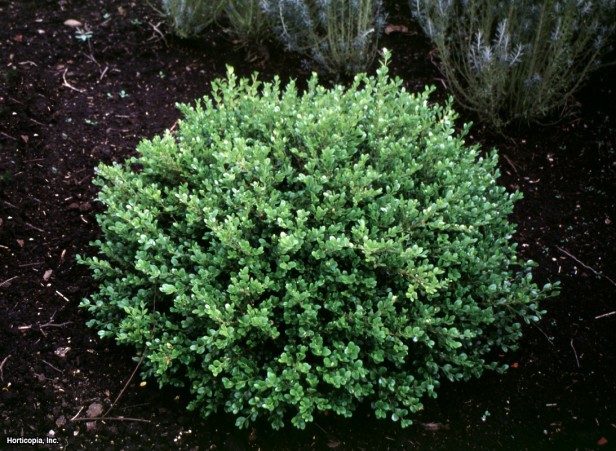 Küçük Yapraklı Şimşir