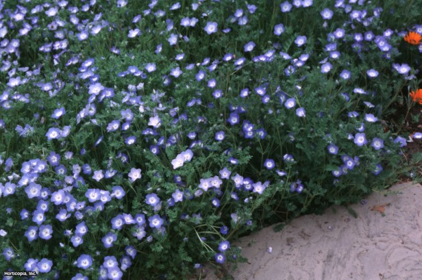 Bebek Mavisi Gözler