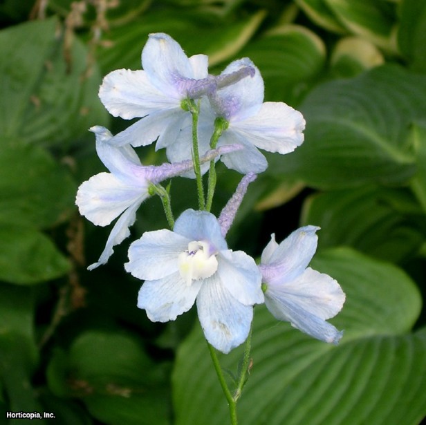 Cüce Delphinium