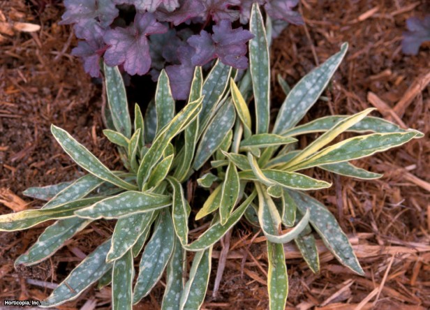 Uzun Yapraklı Akciğer Otu