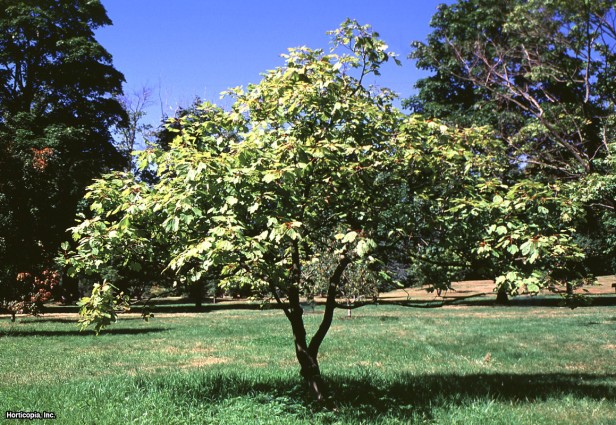 İtalyan Akçaağacı