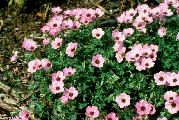 Gri Yapraklı Vinç Gagası