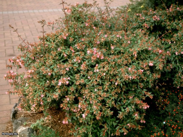 Abelia