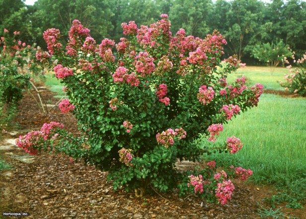 Crapemyrtle