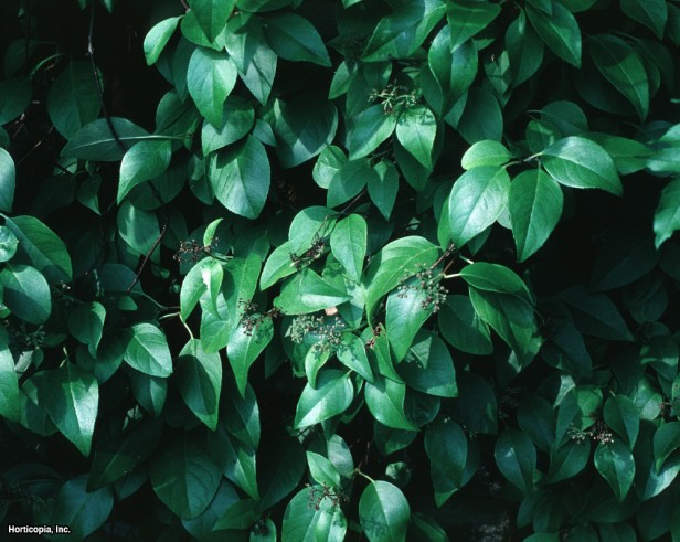 Tırmanma Ortancası