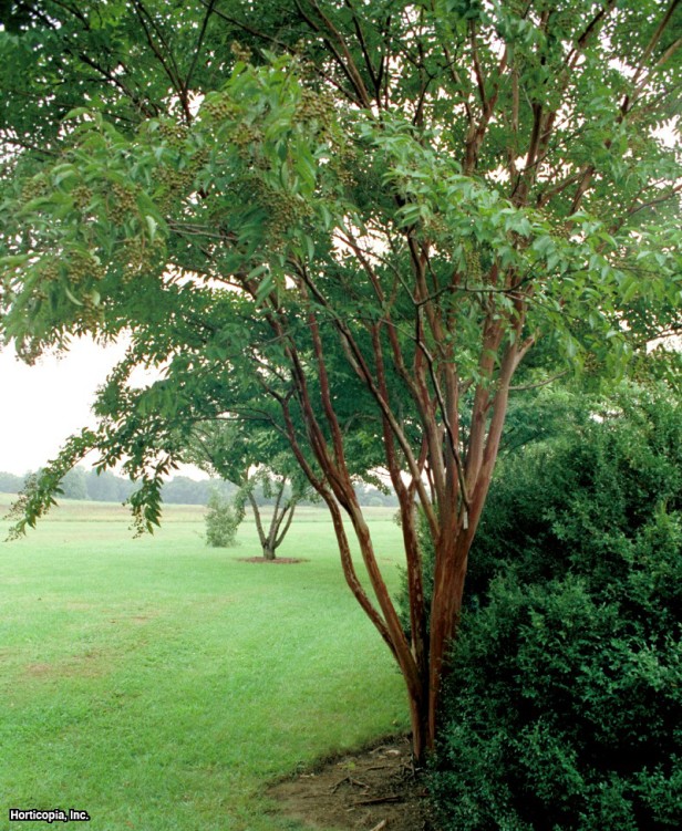 Crapemyrtle