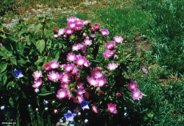 Omega Skyrocket Stoke'un Yıldız Yıldızı