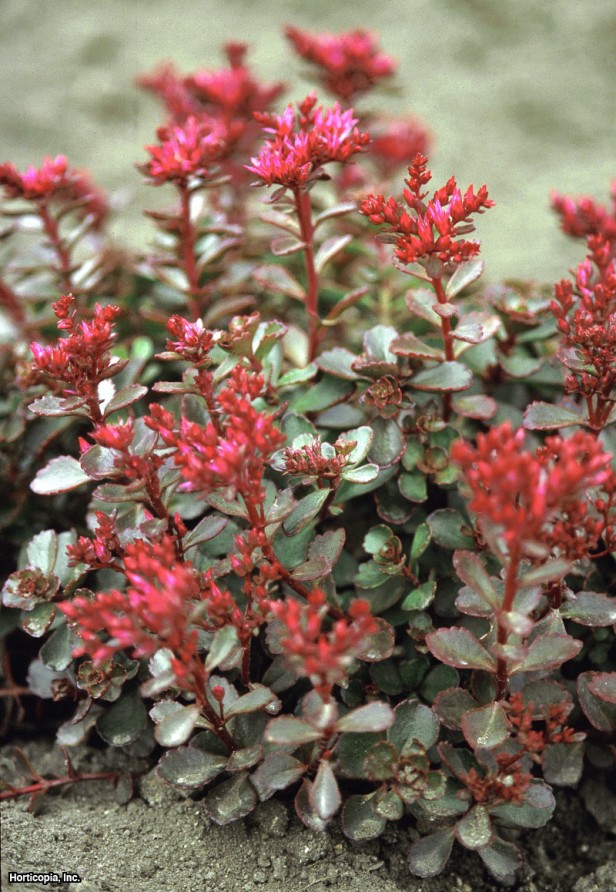 İki Sıra Stonecrop