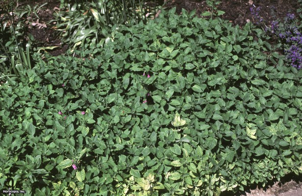 Büyük Çiçekli Calamint