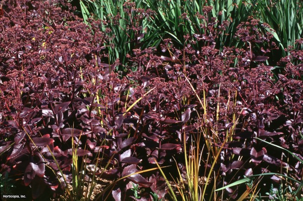 Sedum