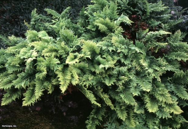 Ortak Polypod Eğreltiotu