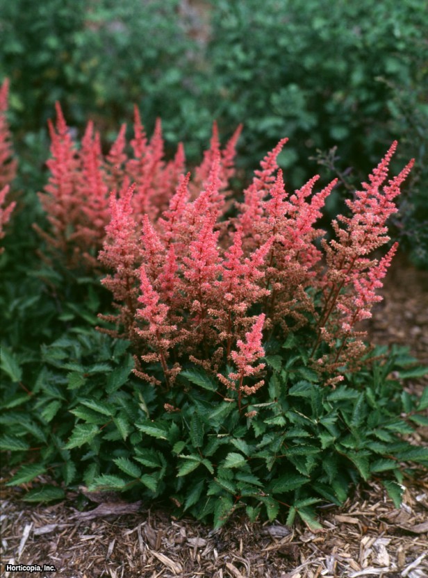 Çince Astilbe