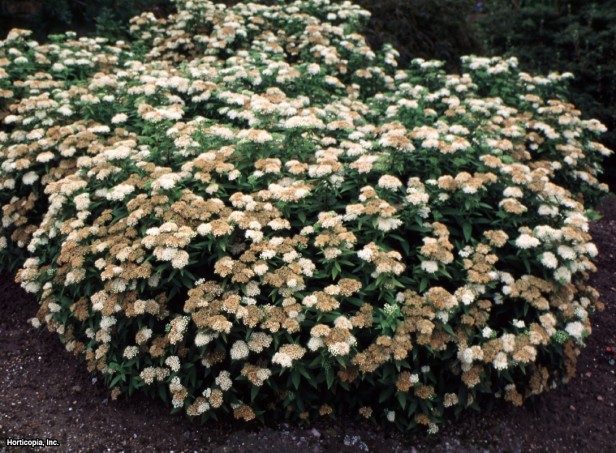 Japonca Spirea