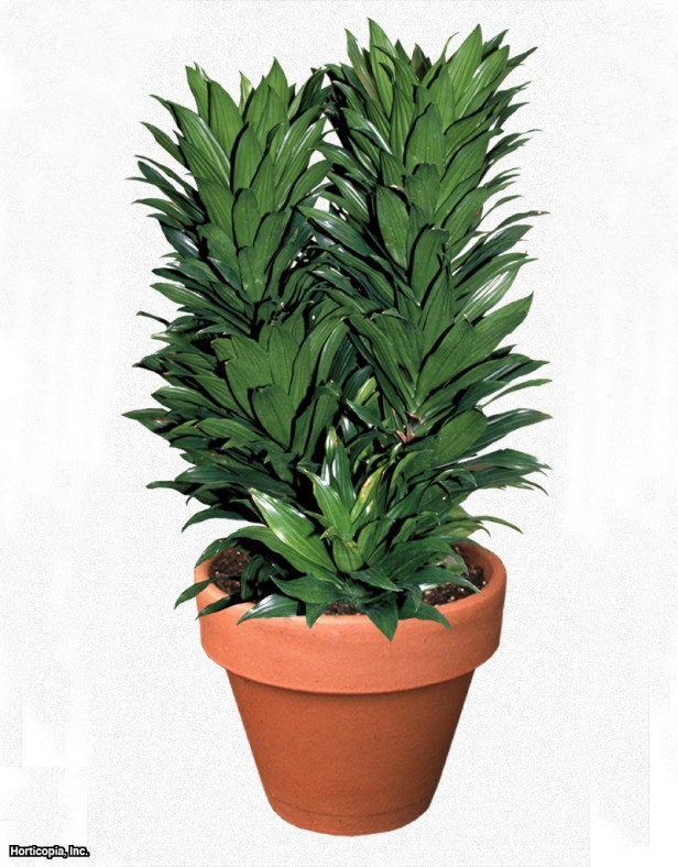 Dracaena
