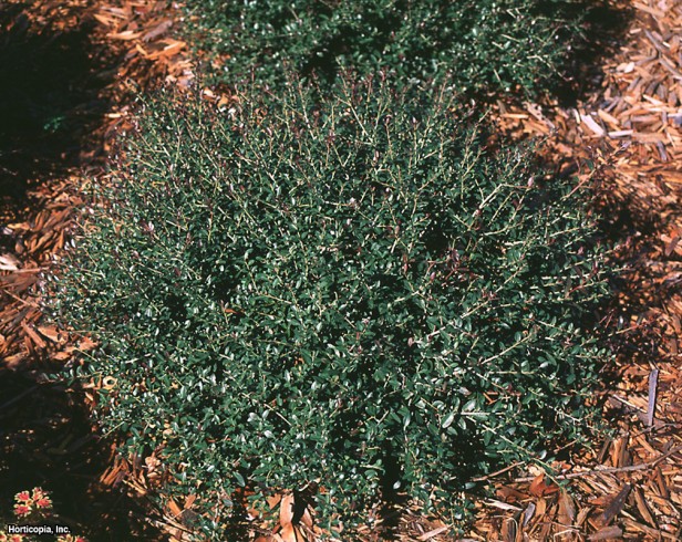 Yaupon Holly
