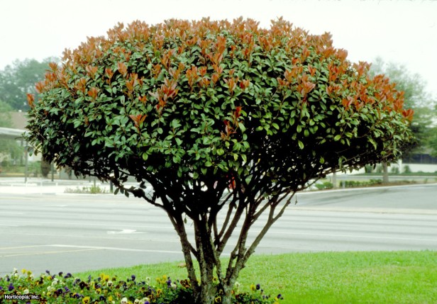 Kırmızı Yapraklı Photinia