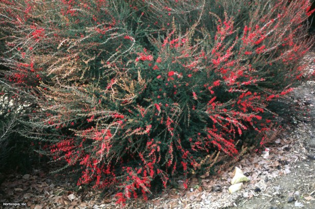 Yeni Zelanda Çay Ağacı