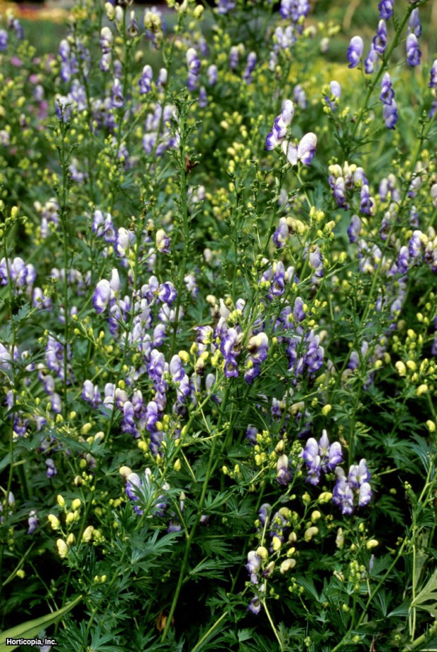 Bahçe Keşiş Başlığı