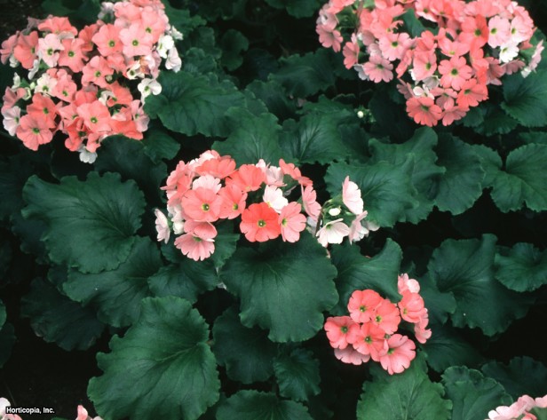 alman çuha çiçeği