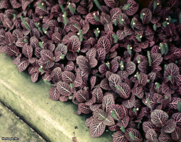 Kırmızı Sinir Bitkisi