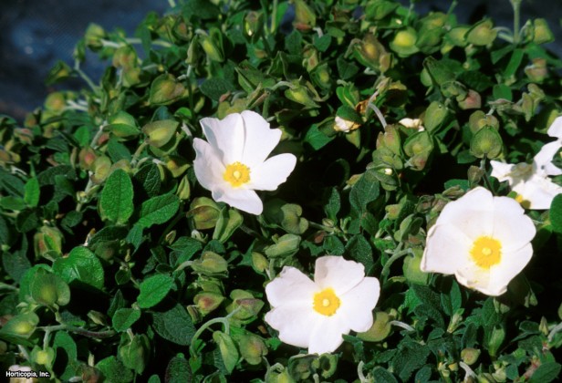 Adaçayı Yaprağı Kaya Gülü