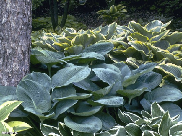 Hosta