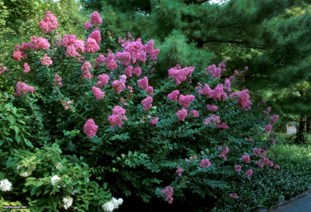 Crapemyrtle