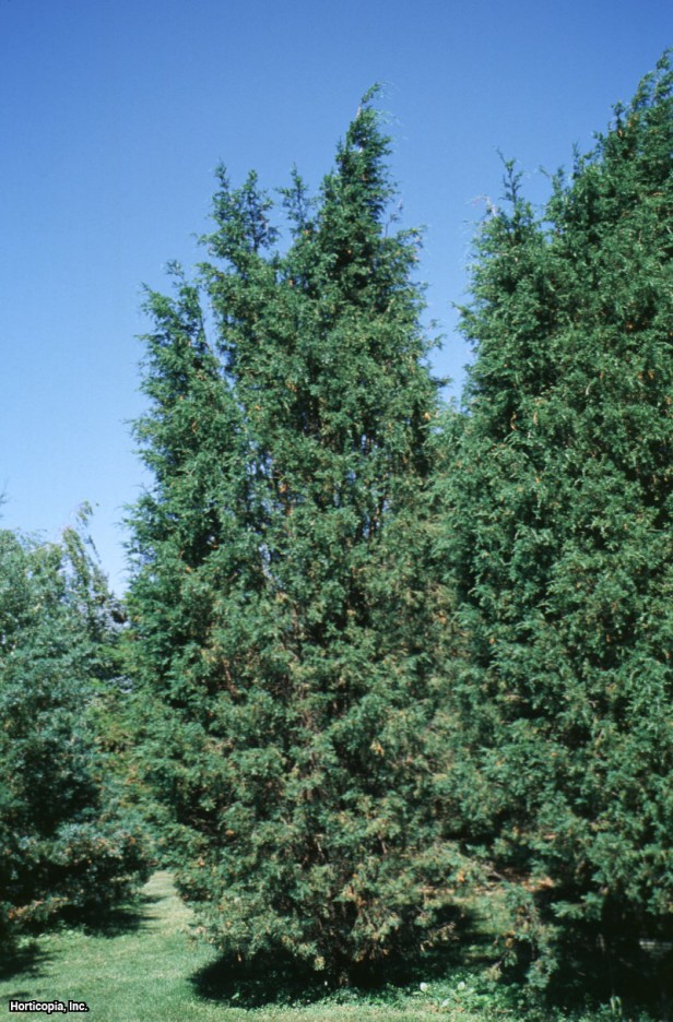 Doğu Kızıl Sediri