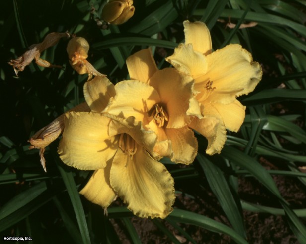 Daylily