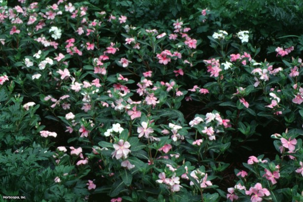 Madagaskar salyangozu