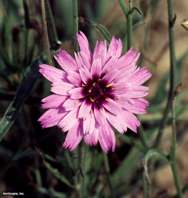 aşk tanrısının dartı