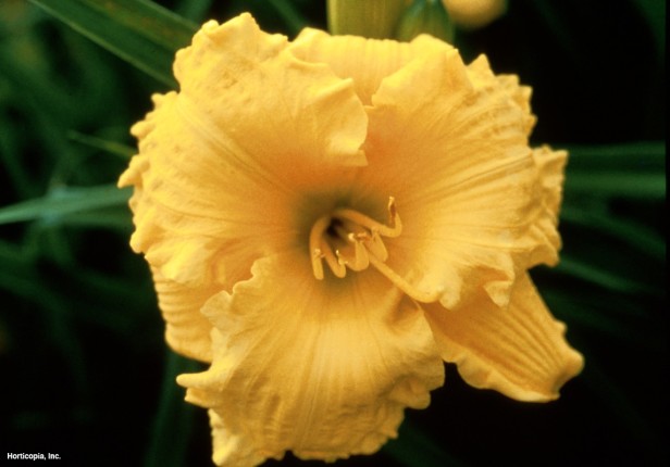 Daylily