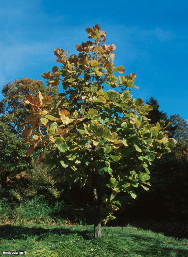 Japon İmparatoru Meşe