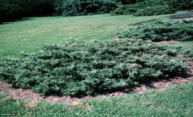 Doğu Kızıl Sediri