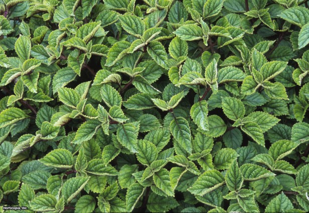 İsveç Sarmaşığı