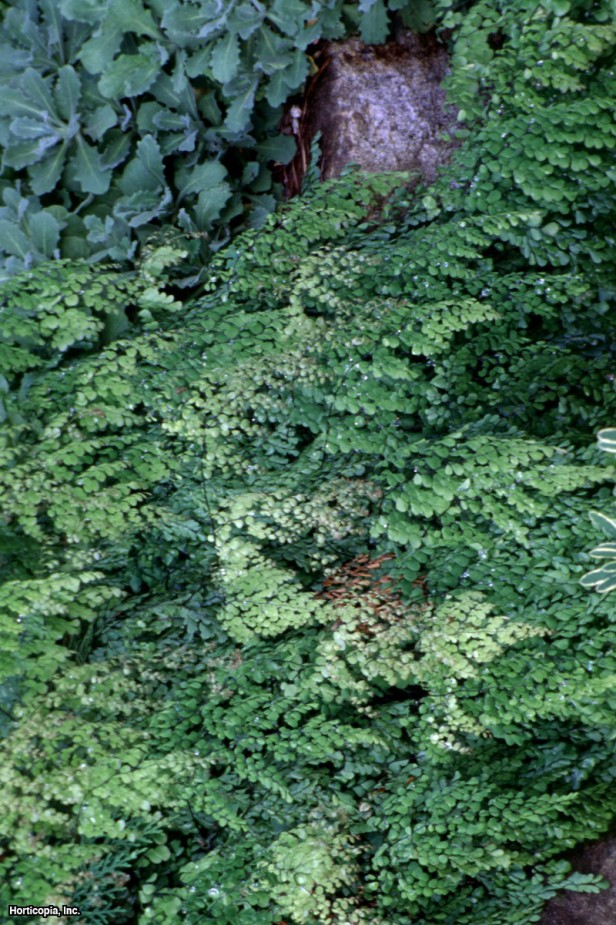 Evergreen Maidenhair Eğreltiotu